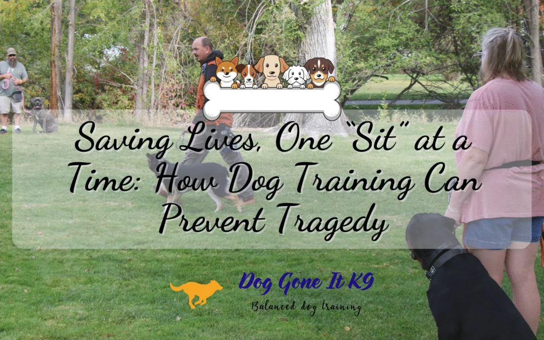 Saving Lives, One “Sit” at a Time: How Dog Training Can Prevent Tragedy