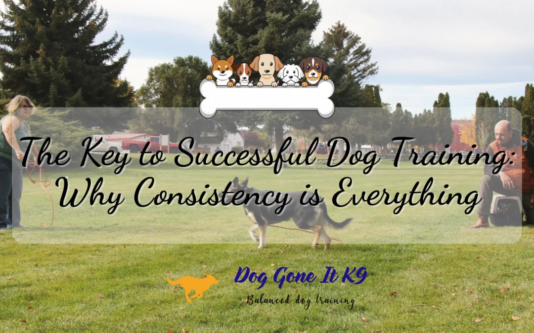 Dog Training Tips How Consistency Leads to Effective Obedience_Dog Gone It K9 LLC Dog Training Blogs