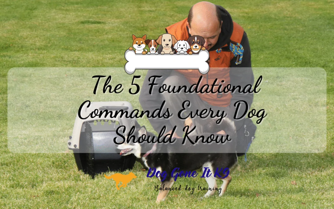 The 5 Foundational Commands Every Dog Should Know