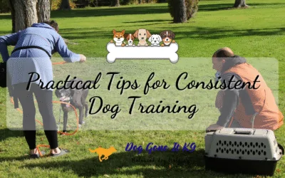 Practical Tips for Consistent Dog Training