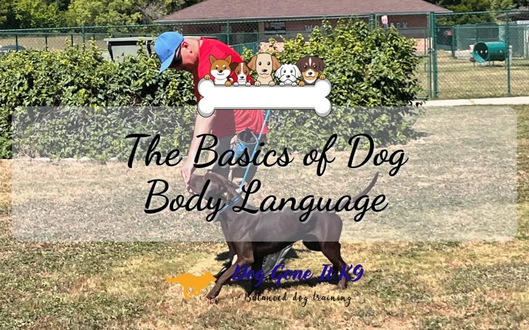 basics of dog body language_dog training blogs