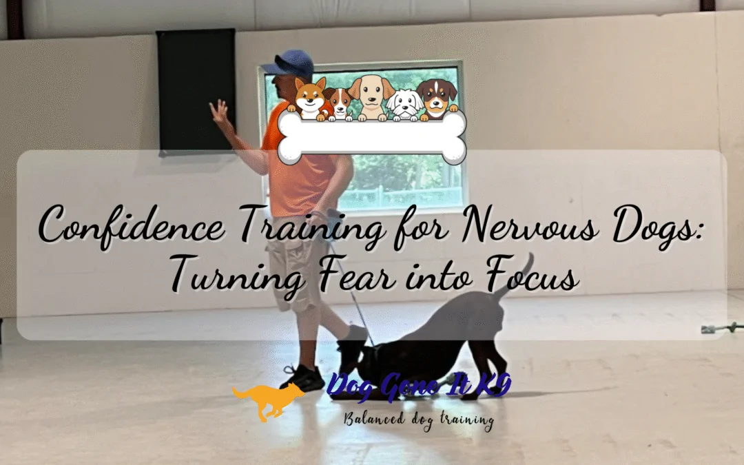 Confidence Training for Nervous Dogs Turning Fear into Focus