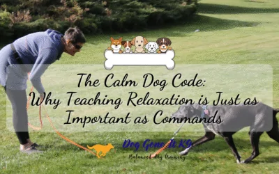 The Calm Dog Code: Teaching Relaxation is Just as Important as Commands
