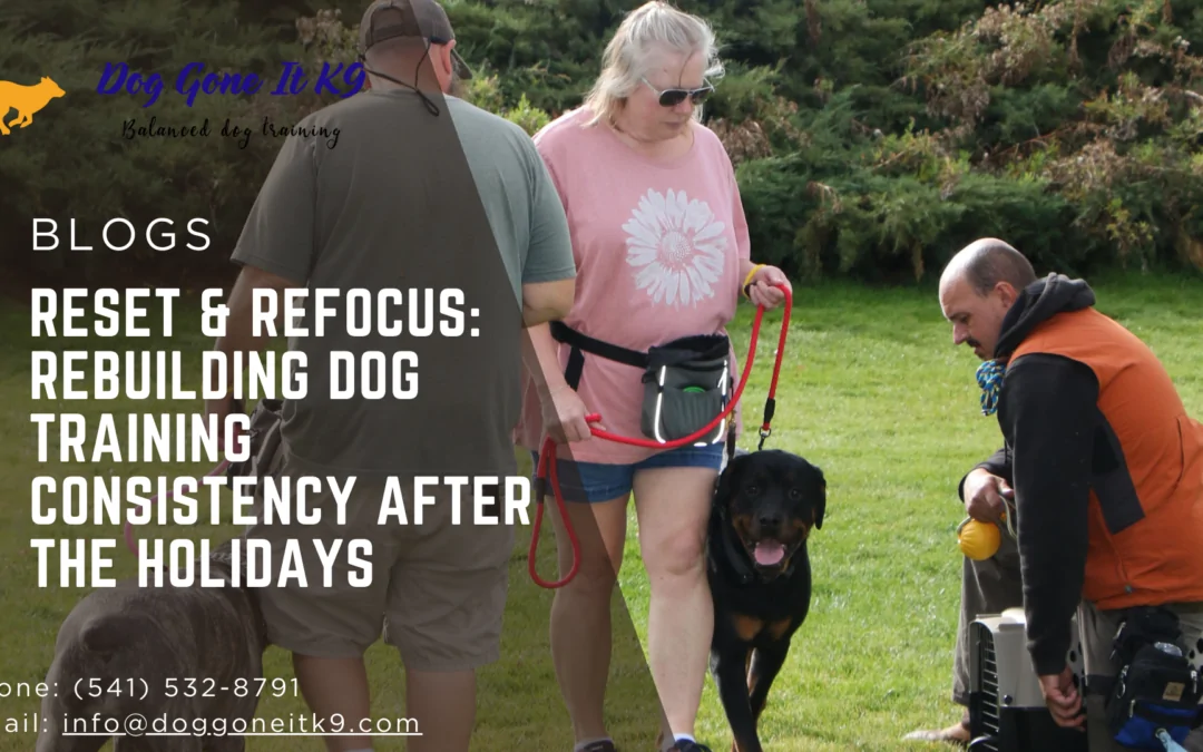 Rebuilding Dog Training Consistency After the Holidays