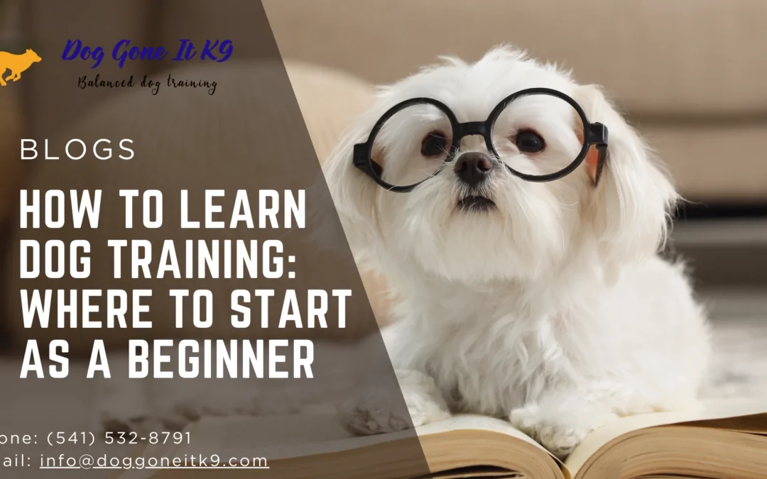 How to Learn Dog Training: Where to Start as a Beginner
