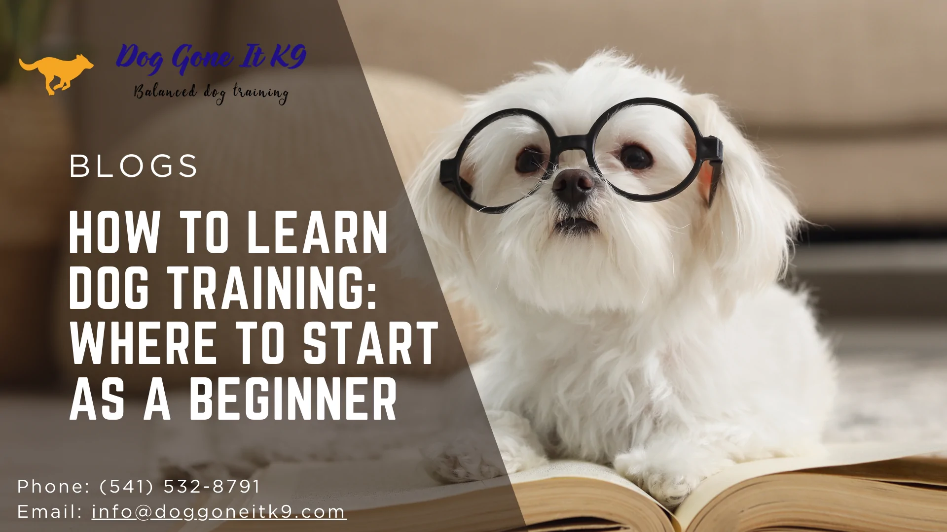 How to Learn Dog Training: Where to Start as a Beginner
