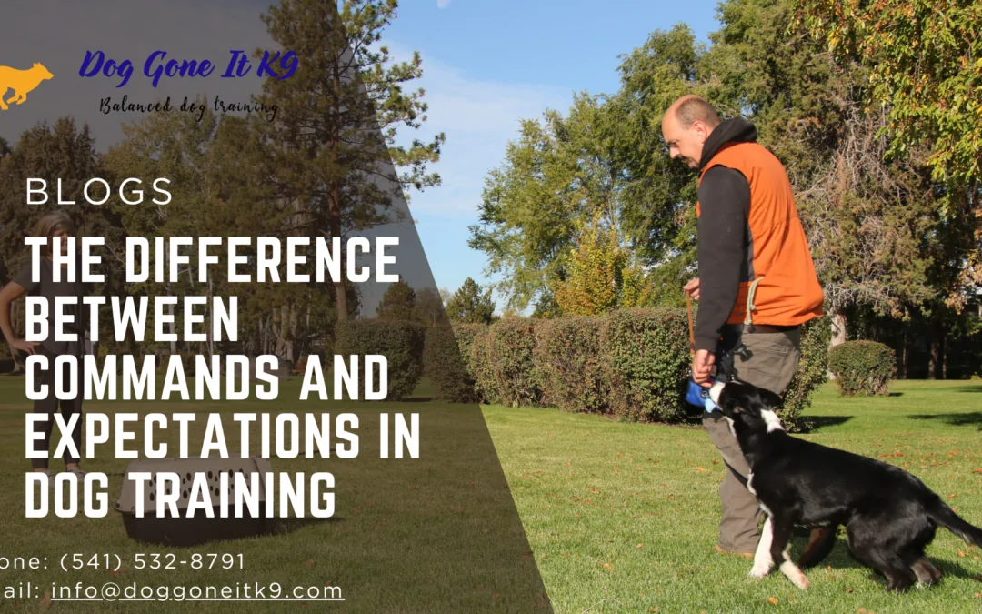 The Difference Between Commands and Expectations in Dog Training