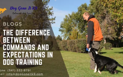 The Difference Between Commands and Expectations in Dog Training